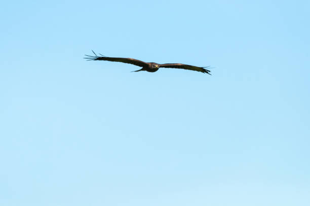 istock Beautiful hawk soaring in a clear blue sky on a sunny day 1440989261