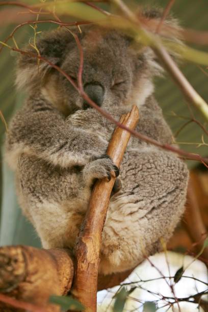 istock Vertical shallow focus shot of a grey koala bear holding a tree branch and sleeping 1440989316