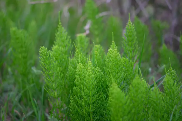 A selective focus shot of green, field horsetail leaves during daylight