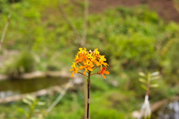 Yellow epidendrum flower in a field