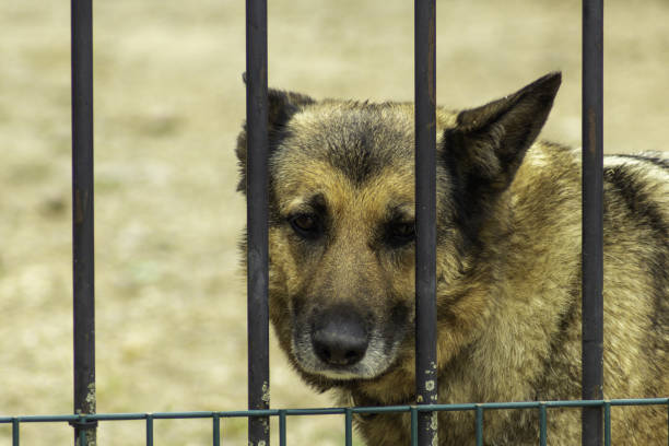 istock Sad dog behind a fence 1440990158