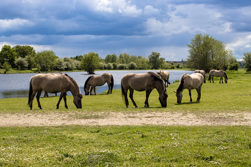 A herd of horses grazing on the pasture by the lake in a Natural reserve, Eijsden, Netherlands