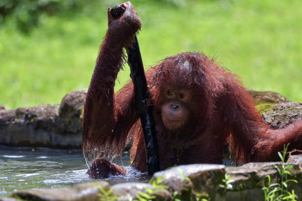 istock Baby orangutan playing in the grass 1440990416