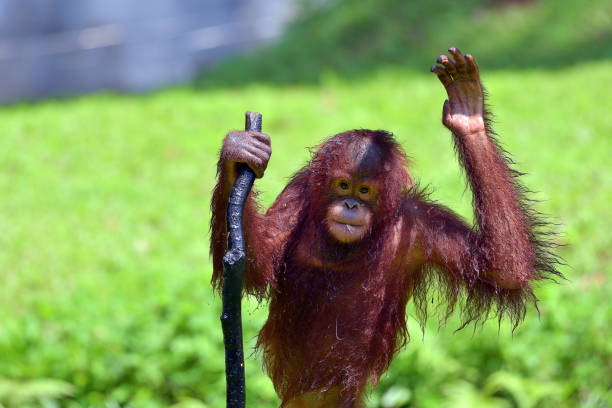 istock Baby orangutan playing in the grass 1440990443