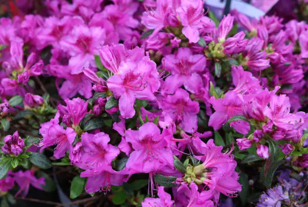 Beautiful blooming pink azalea flowers in garden