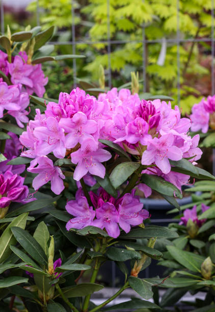 schöne blühende rosa azaleenblüten im garten - azalea magenta flower red stock-fotos und bilder