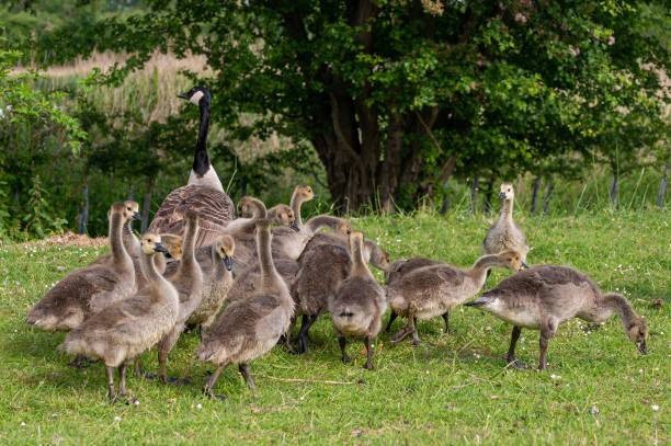 istock Family of Canada Geese 1440991663