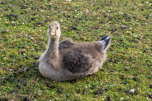 Family of greylag geese, anser anser Adult greylag geese with goslings, anser anser anser fabalis stock pictures, royalty-free photos & images