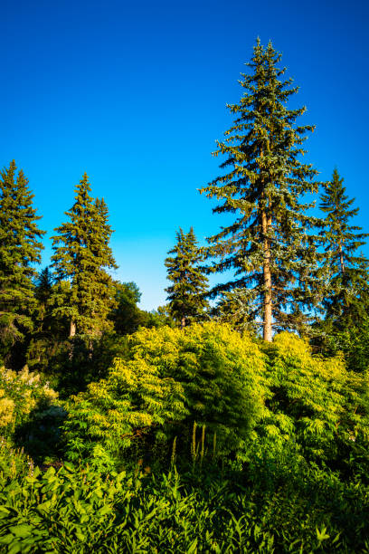 istock Pine forest and blue sky in the autumn 1440991766