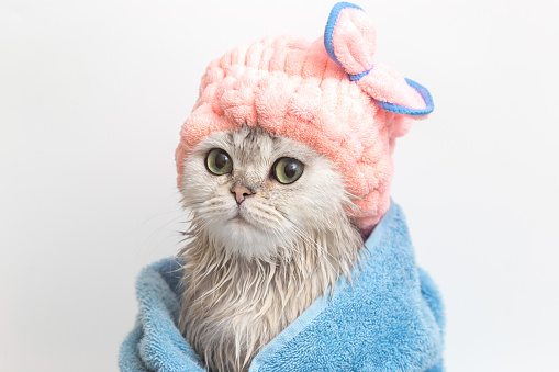 Funny wet white cute kitten, after bathing, wrapped in a blue towel in a pink terry cap on his head, sits on a white background. Close up