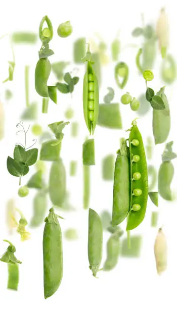 Pea and pod vegetable piece, slice and leaf collection isolated on white.