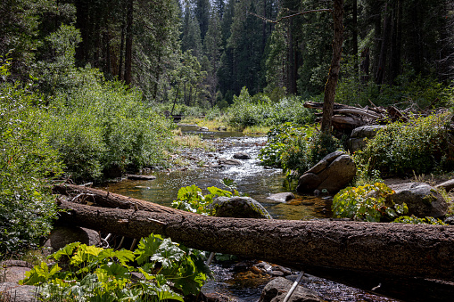 Beautiful flowing stream among the green forests of Yosemite national park, California, USA
