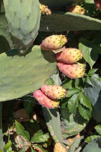 istock Prickly pear and prickly pears in the field in autumn 1440995044