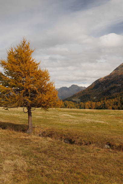 istock Landscape in autumn 1440996767