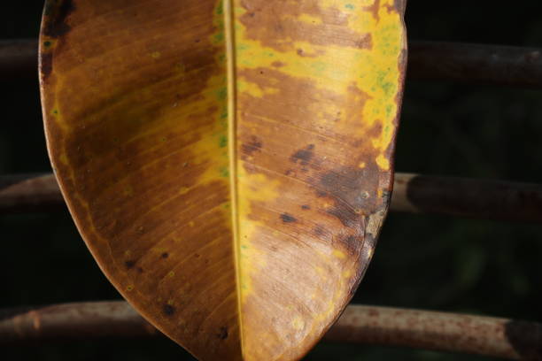 istock The Autumn Leaves 1440998562