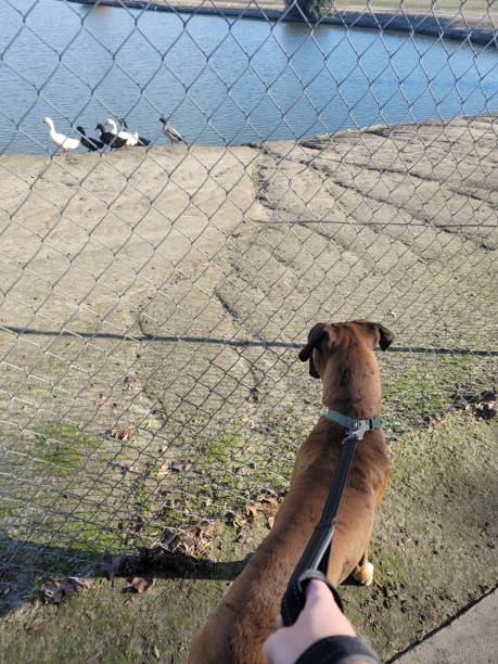 istock Dog meets ducks for his 1st time. Very curious 1440998669