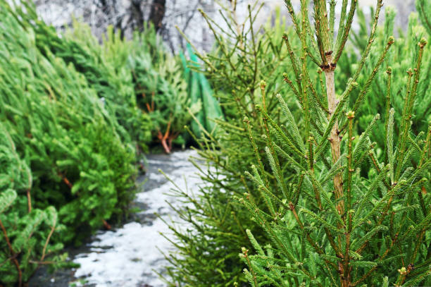 istock Many Christmas trees in the Christmas tree market. 1440999064