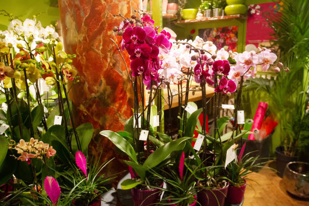 istock Nice Orchideas in Brussels  store of  Flowers 1440999098