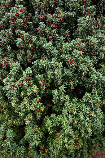 English Yew Taxus baccata with berries in October, North Yorkshire, England, United Kingdom