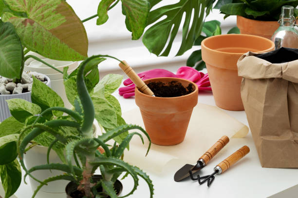 istock Preparing for plant transplant, clay pot on a white table surrounded by other plants. Concept of home garden. Taking care of home plants 1441000120