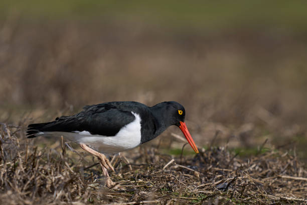 istock Magellanic Oystercatcher 1441000504