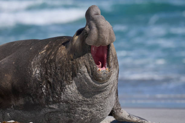 istock Southern Elephant Seal roaring 1441001261