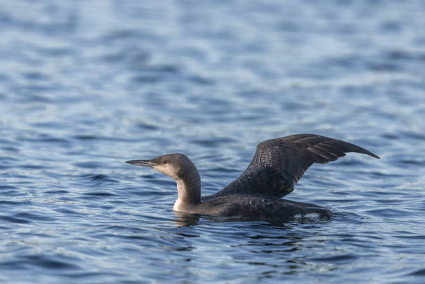 Black-throated loon (Gavia arctica) Black-throated loon (Gavia arctica) swimming in a lake and stretching wings. arctic loon stock pictures, royalty-free photos & images