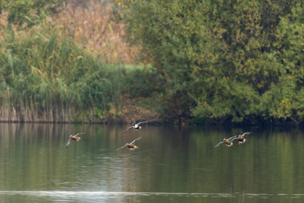 istock Flying northern shoveler 1441001553
