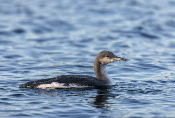 Black-throated loon (Gavia arctica) Black-throated loon (Gavia arctica) swimming in a lake. arctic loon stock pictures, royalty-free photos & images