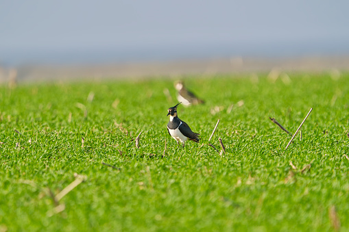 Side view of male Northern lapwing, Vanellus vanellus, walking along water in grassland wetland habitat