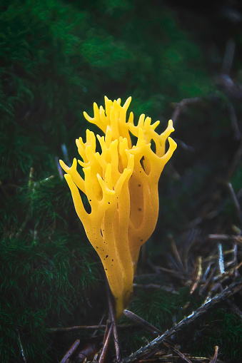 Yellow Stagshorn prob. Calocera viscosa moss and dead wood