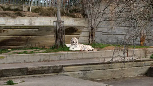 A white tiger or bleached tiger resting.
