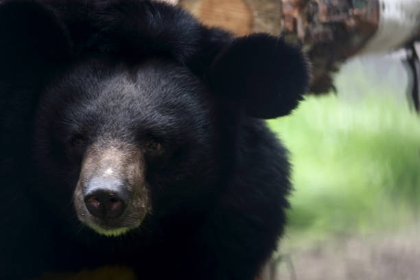 istock extreme portrait of black bear. Image contains copy space 1441002030