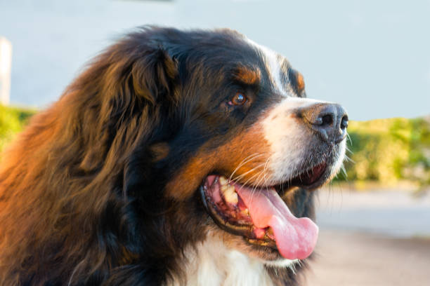 istock Portrait of a Bernese mountain dog 1441003374