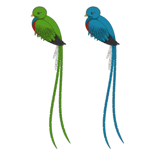 Color illustration with quetzal bird. Isolated vector objects. Color illustration with quetzal bird. Isolated vector objects on a white background. puerto quetzal guatemala stock illustrations