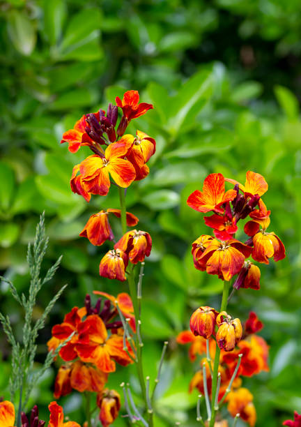 colored spring flowers The brightly colored spring flowers of Erysimum cheiri (Cheiranthus) also known as the Wallflower. Vertical view cheiranthus cheiri stock pictures, royalty-free photos & images