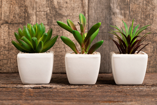 Succulents in round cement pots