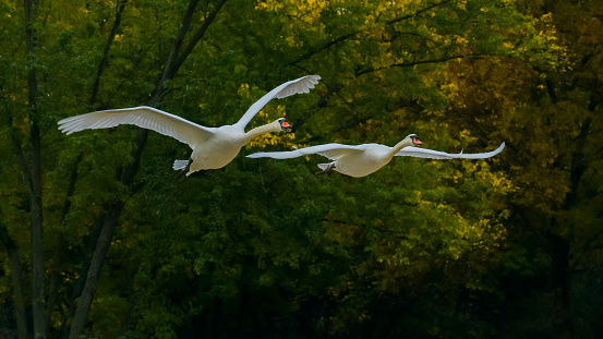 Two white swans flying on autumn trees background, green blurred background, flying big waterbirds