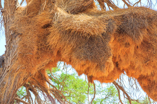 istock Communal nest of sociable weavers, Namibia. 1441007012
