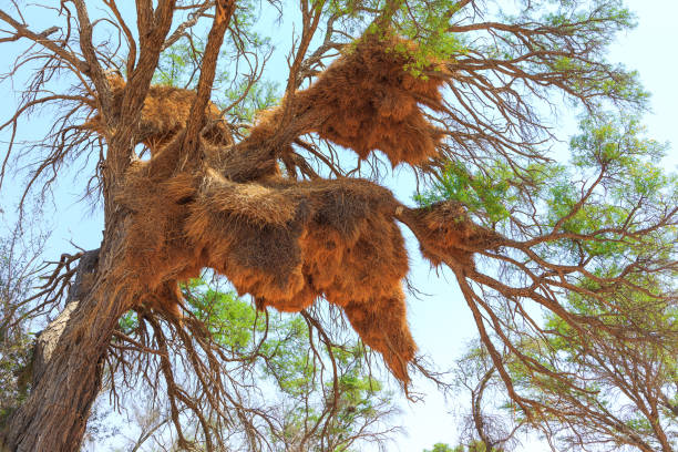 istock Communal nest of sociable weavers, Namibia. 1441007139