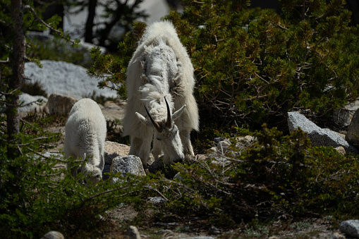 A mountain goat and kit grazing in the alpine lakes wilderness in Washington State
