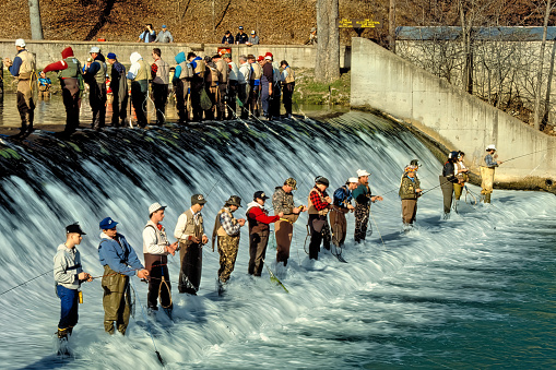 Bennett Spring State Park, Missouri USA March 1, 1996: Trout fishermen gather at a prized spot along the base of the dam for the March 1 opening day of Missouri Trout season at Bennett Spring State Park near Lebanon, Missouri. Bennett Spring is one of four cold water parks in Missouri where Rainbow trout are raised and released for sport fishing.