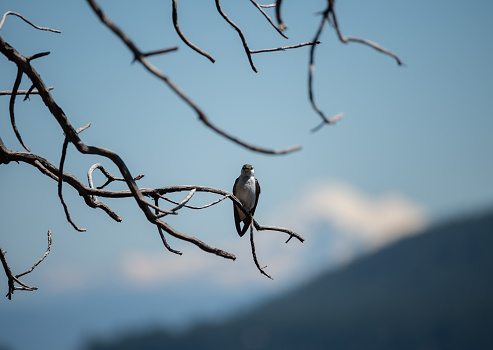 A violet-green swallow stares at the camera with mount baker in the background