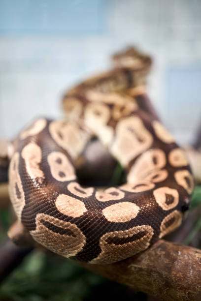 Stressedd Ball Python 470+ Yellow Ball Python Stock Photos, Pictures & Royalty-Free Images ...