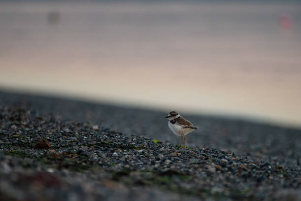 istock Kildeer chick strolling the beach in the morning 1441009761