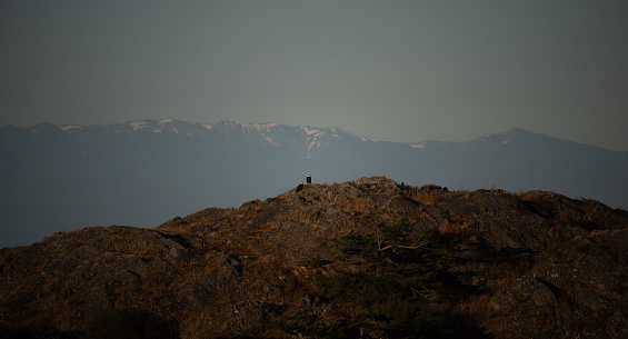 A pair of bald eagles on a rocky outcrop in front of the Olympic Mountains