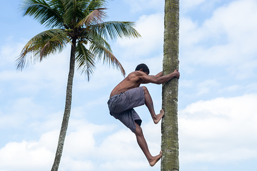Santos, Brazil. August 15, 2021. Unidentified Brazilian native climbing a coconut tree to pick up green coconuts.