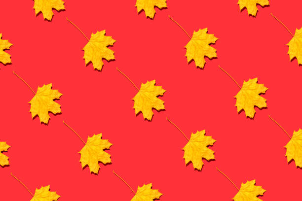 Yellow autumn leaves on red background. Minimal contemporary still life, isometric flat lay