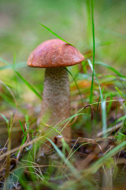 istock Single orange-cap mushroom in the autumn forest background. 1441010835