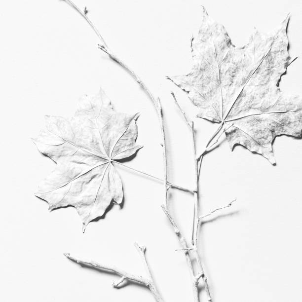 istock Dry maple leaves and twigs on white background 1441011089